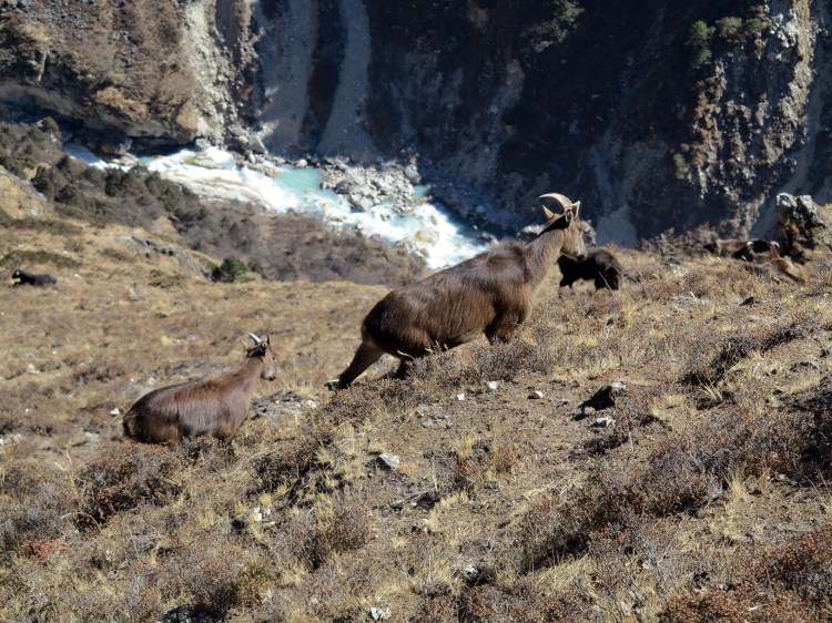 PS-moutons-bleu-himalaya-dimboche-2