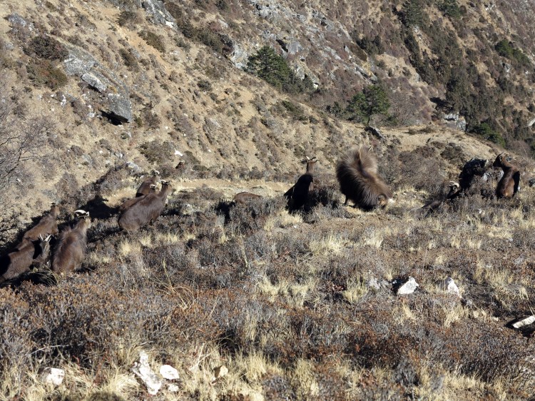 PS-moutons-bleu-himalaya-dimboche