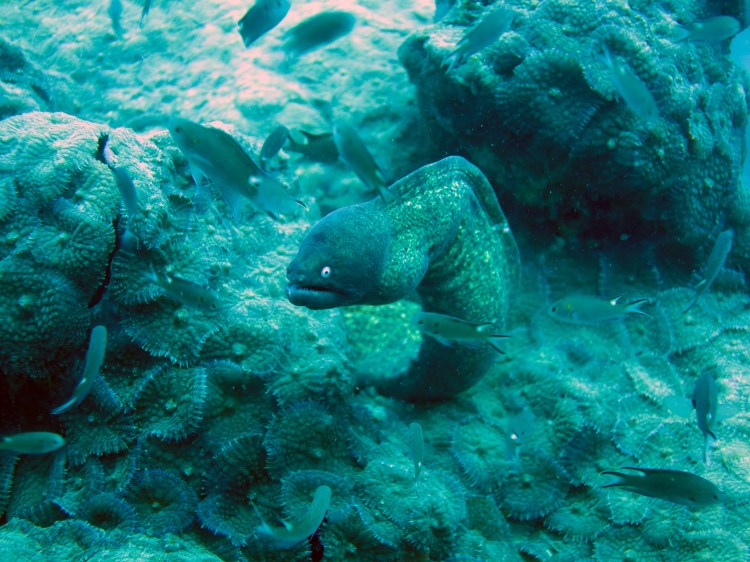 thai-ko-tao-dive-7.jpg