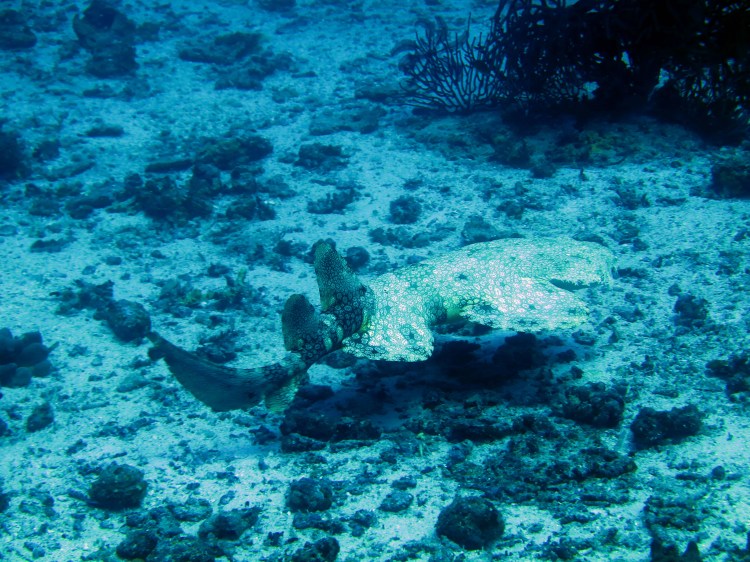 indo-raja-dive-requin-tapis