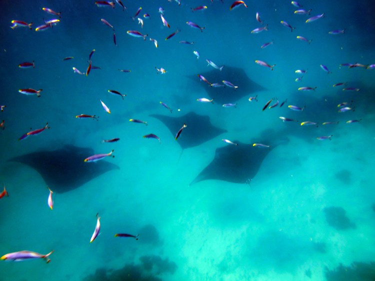 indo-raja-manta-point-2