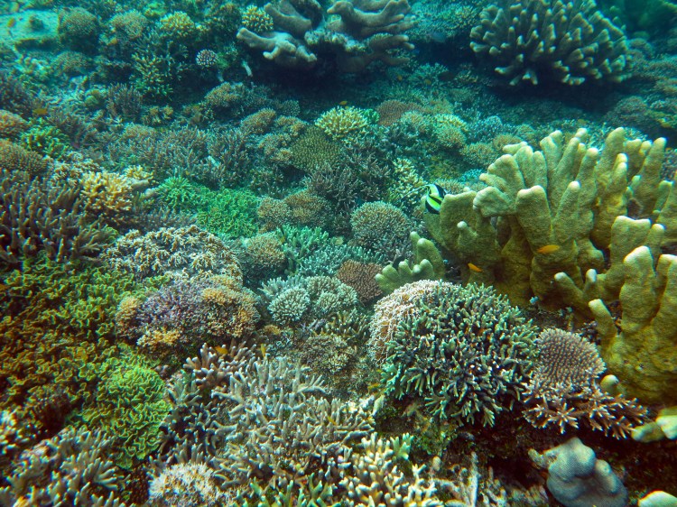 indo-raja-snorkling-coraux-durs