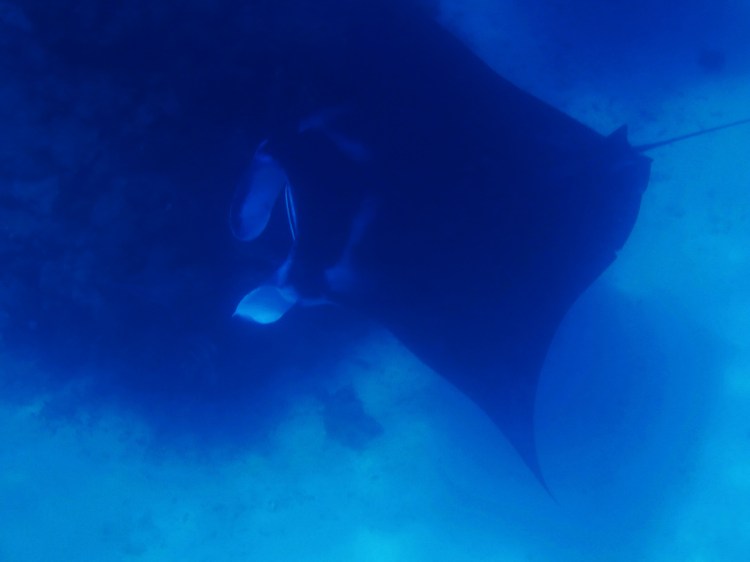 indo-raja-snorkling-manta-point-1