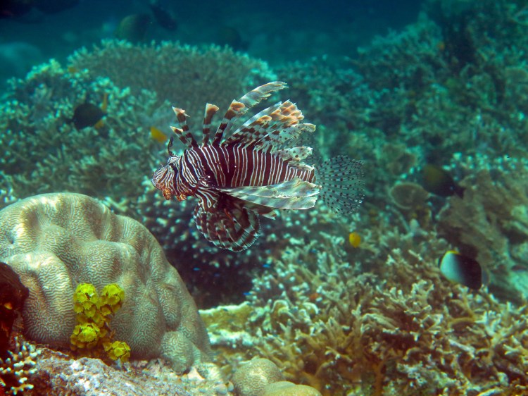 indo-raja-snorkling-rascasse