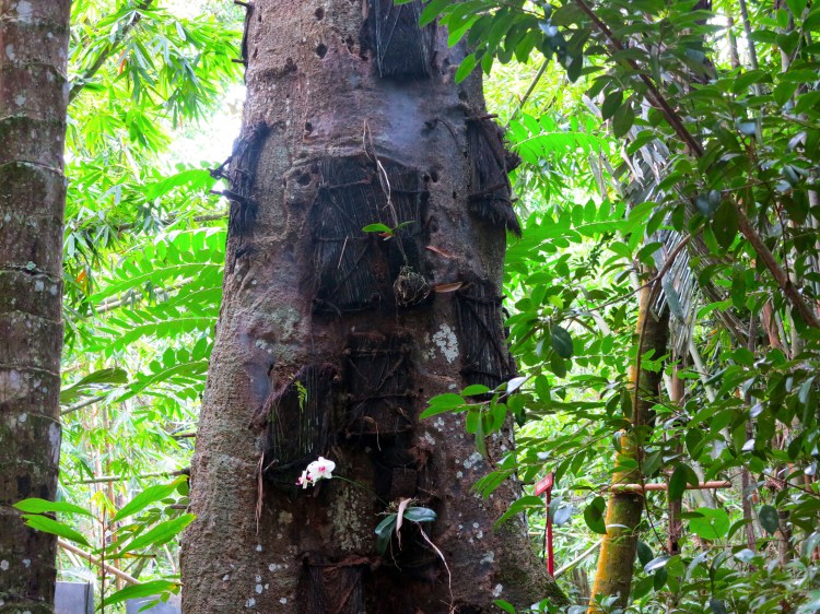 indo-sulawesi-tanah-toraja-enterrement-enfants-1