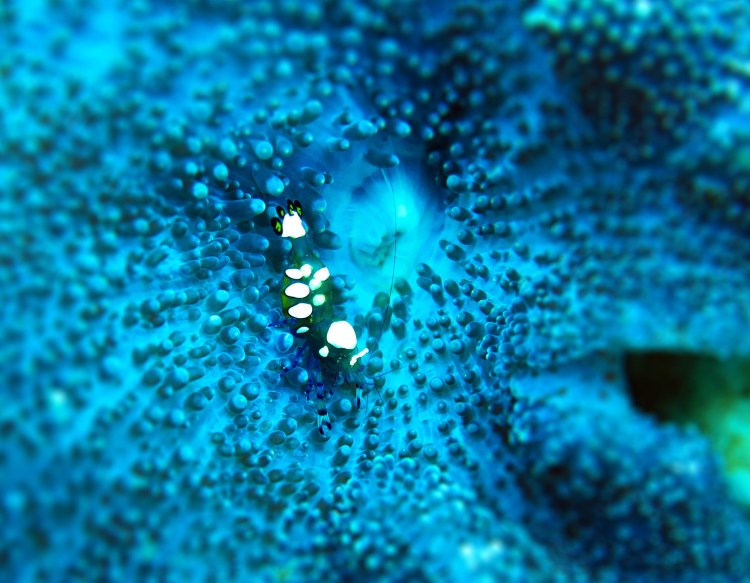 indo-flores-dive-crevettes-1