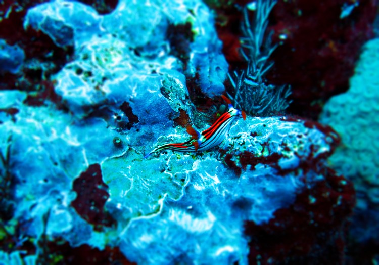 indo-flores-dive-nudibranche