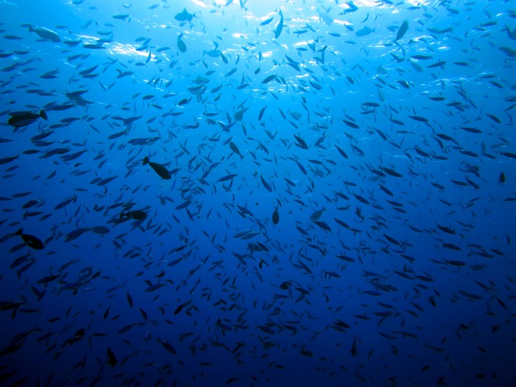 indo-flores-dive-poissons-coraliens-7