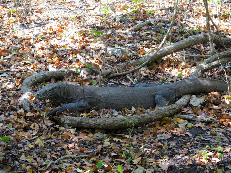 indo-flores-rinca-dragons-komodo-1