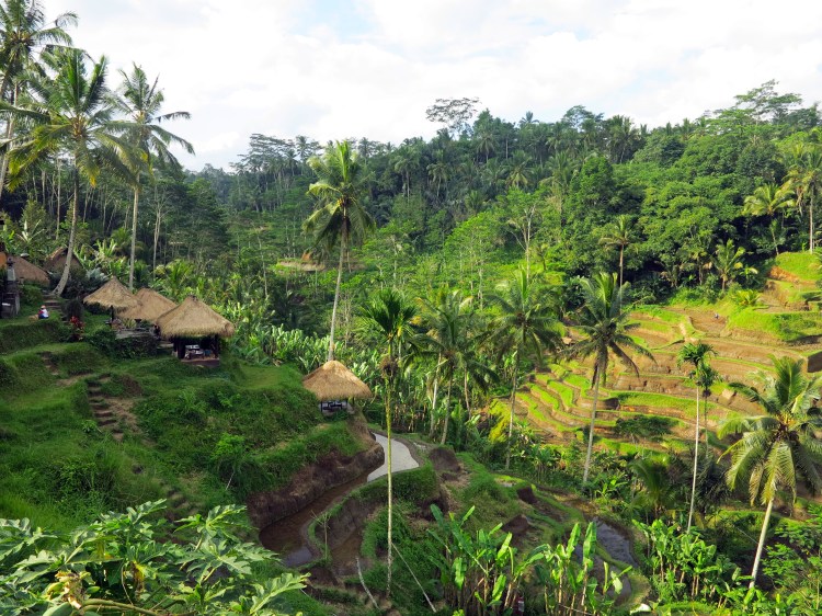indo-bali-ubud-riziere-10
